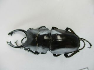 56696 Lucanidae: Odontolabis platynota?.  Vietnam S 2