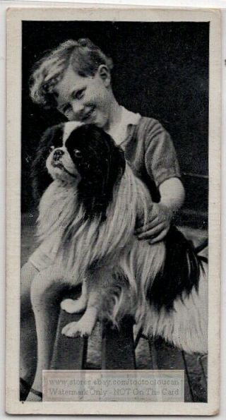 Japanese Chin Spaniel Dog With Young Child 1930s Ad Trade Card