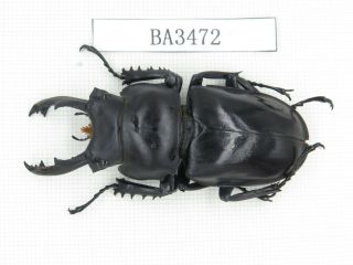Beetle.  Neolucanus Sp.  China,  Guizhou,  Mt.  Leigongshan.  1m.  Ba3472.