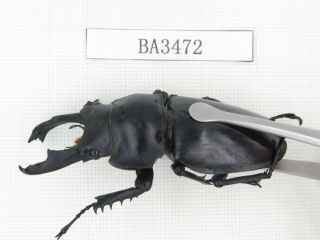 Beetle.  Neolucanus sp.  China,  Guizhou,  Mt.  Leigongshan.  1M.  BA3472. 2