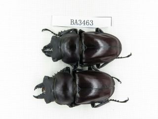 Beetle.  Neolucanus Sp.  China,  Guizhou,  Mt.  Leigongshan.  2m.  Ba3463.