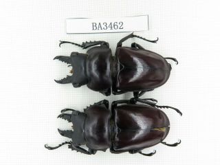 Beetle.  Neolucanus Sp.  China,  Guizhou,  Mt.  Leigongshan.  2m.  Ba3462.