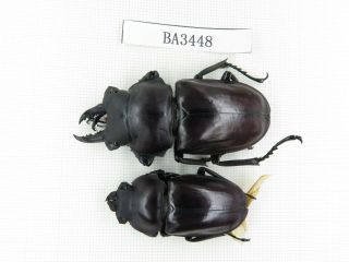 Beetle.  Neolucanus Sp.  China,  Guizhou,  Mt.  Leigongshan.  1p.  Ba3448.