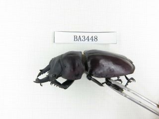 Beetle.  Neolucanus sp.  China,  Guizhou,  Mt.  Leigongshan.  1P.  BA3448. 2