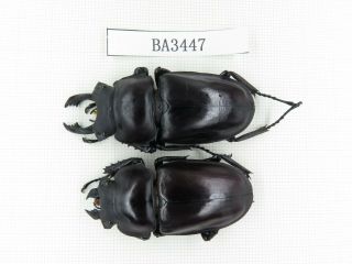 Beetle.  Neolucanus Sp.  China,  Guizhou,  Mt.  Leigongshan.  1p.  Ba3447.