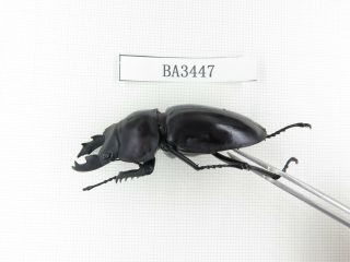 Beetle.  Neolucanus sp.  China,  Guizhou,  Mt.  Leigongshan.  1P.  BA3447. 2