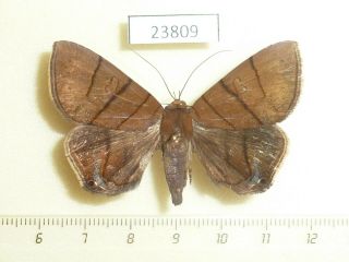 23809p Noctuidae Dyomyx Inferior F Dominicana