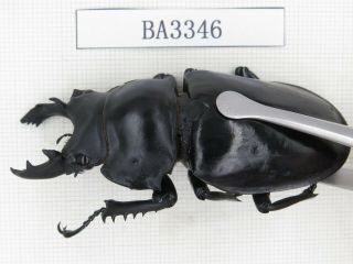 Beetle.  Neolucanus sp.  China,  Yunnan,  Jinping county.  1M.  BA3346. 2