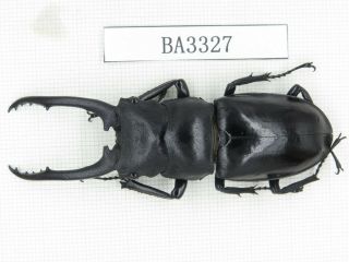 Beetle.  Hexarthrius Sp.  China,  Yunnan,  Jinping County.  1m.  Ba3327.