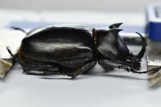 B23809– Eupatorus Endoi Ps.  Beetles,  Insects Dak Nong Vietnam 46mm