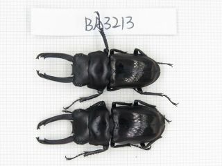 Beetle.  Dorcus Sp.  Myanmar,  Kechin,  Nanse.  2m.  Ba3213.