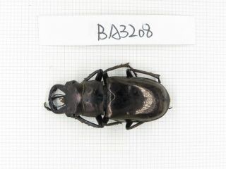 Beetle.  Eolucanus Sp.  Myanmar,  Kechin,  Nanse.  1m.  Ba3208.
