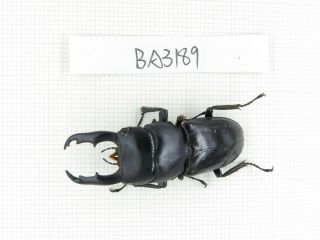 Beetle.  Dorcus Sp.  Myanmar,  Kechin,  Nanse.  1m.  Ba3189.