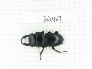 Beetle.  Dorcus Sp.  Myanmar,  Kechin,  Nanse.  1m.  Ba3187.