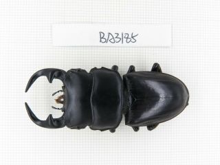 Beetle.  Dorcus Sp.  Myanmar,  Kechin,  Nanse.  1m.  Ba3185.
