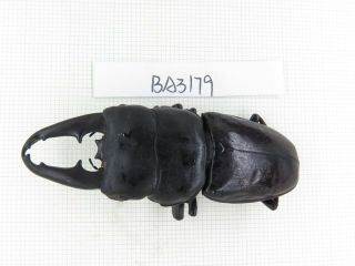 Beetle.  Dorcus Sp.  Myanmar,  Kechin,  Nanse.  1m.  Ba3179.