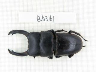 Beetle.  Dorcus Sp.  China,  Yunnan,  S Dali.  1m.  Ba3161.