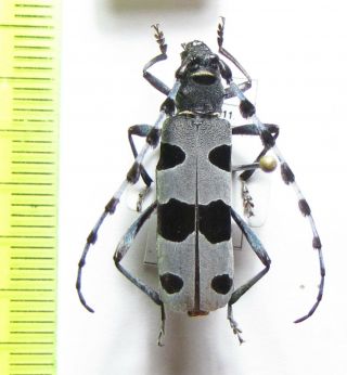 Cerambycidae,  Rosalia Alpina,  Female,  Germany