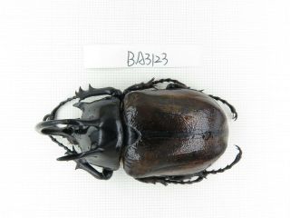 Beetle.  Eupatorus Sp.  China,  W Yunnan,  Tengchong.  1m.  Ba3123.