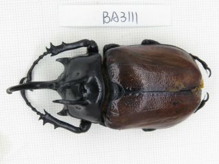Beetle.  Eupatorus Sp.  China,  Yunnan,  Yingjiang County.  1m.  Ba3111.