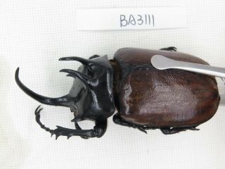 Beetle.  Eupatorus sp.  China,  Yunnan,  Yingjiang county.  1M.  BA3111. 2