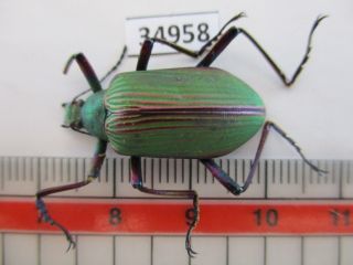 34958.  Unmounted Insects: Tenebrionidae?.  North Vietnam