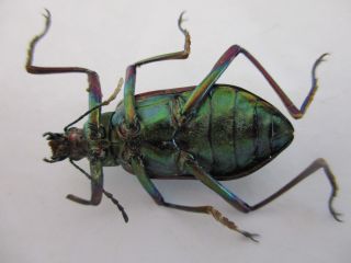 34958.  Unmounted insects: Tenebrionidae?.  North Vietnam 2