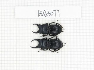 Beetle.  Dorcus Sp.  China,  Yunnan,  Longchuan County.  2m.  Ba3077.