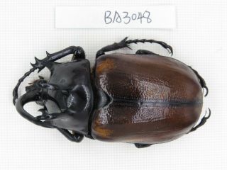 Beetle.  Eupatorus Sp.  China,  Yunnan,  Yingjiang County.  1m.  Ba3048.