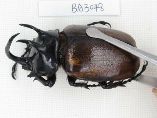 Beetle.  Eupatorus sp.  China,  Yunnan,  Yingjiang county.  1M.  BA3048. 2