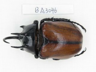 Beetle.  Eupatorus Sp.  China,  Yunnan,  Yingjiang County.  1m.  Ba3046.