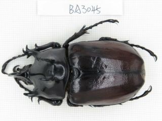Beetle.  Eupatorus Sp.  China,  Yunnan,  Yingjiang County.  1m.  Ba3045.