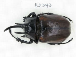 Beetle.  Eupatorus Sp.  China,  Yunnan,  Yingjiang County.  1m.  Ba3043.