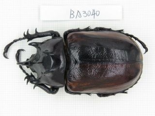 Beetle.  Eupatorus Sp.  China,  Yunnan,  Yingjiang County.  1m.  Ba3040.