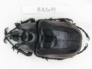 Beetle.  Eupatorus Sp.  China,  Yunnan,  Yingjiang County.  1m.  Ba3039.