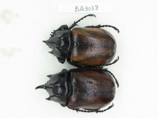 Beetle.  Eupatorus Sp.  China,  Yunnan,  Yingjiang County.  2m.  Ba3038.