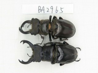 Beetle.  Lucanus Langi.  China,  Tibet,  Motuo.  2m.  Ba2965.