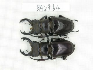 Beetle.  Lucanus Langi.  China,  Tibet,  Motuo.  2m.  Ba2964.
