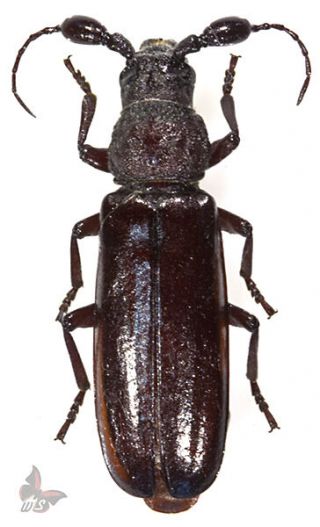 Bolbotritus Bainesi 40,  Mm,  Unmounted Beetle