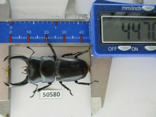 50580 Lucanidae: Dorcus Sp.  Vietnam North.  44mm