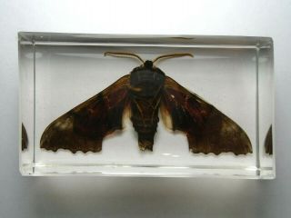 Poplar Sphinx Pachysphinx Occidentalis.  Real Moth Immortalized In Casting Resin.