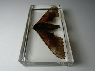 POPLAR SPHINX PACHYSPHINX OCCIDENTALIS.  Real moth immortalized in casting resin. 2