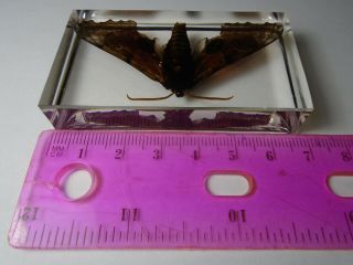POPLAR SPHINX PACHYSPHINX OCCIDENTALIS.  Real moth immortalized in casting resin. 3