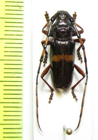 Cerambycidae,  Andraegoidus Lacordairei,  French Guiana