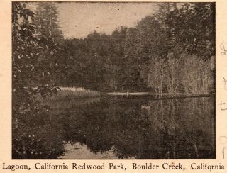 1905 Postcard Lagoon California Redwood Park Boulder Creek California Pc2379