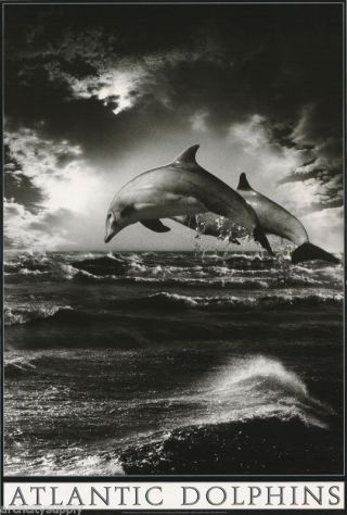 Poster - Animal - Atlantic Dolphins - 0308743 Lc19 C