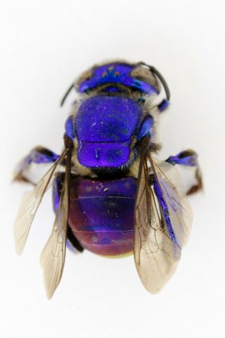 Hymenoptera,  Euglossa Sp.  From Colombia