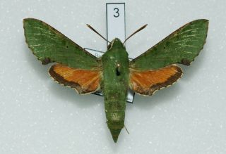 Sphingidae - Basiothia Medea - Female 3