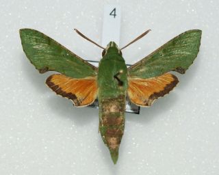 Sphingidae - Basiothia Medea - Male 4