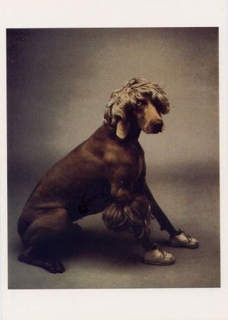 Weimaraner•baby Afghan 1987•photo By William Wegman•dog Postcard